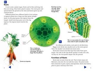 8
Roots
A root is also a plant organ. Roots can be thin and long, but
they are strong. They hold a plant in place. The roots grow and
spread below the ground as the stem and leaves grow up and
outward above.
Different plants have different kinds of root systems.
A taproot system has a large root that grows straight
down. As the plant grows, this taproot stays the
largest. Small roots may grow out of the big
taproot. The taproot stores food for the
plant.
Carrots are taproots.
This is a buttercup
root seen through a
microscope. The xylem is
larger than the phloem.
Phloem
tissue
Xylem
tissue
9
In a fibrous root system, roots grow in all directions.
Bigger roots divide into smaller roots as the roots spread.
Then, the smaller roots divide into more roots.
Roots have tissues near their tips that make them grow
longer. The cells on the tips divide quickly to make new cells.
As they do, the root pushes deeper into the ground.
Functions of Roots
Roots take in water from the soil. That is their major job.
Minerals come into the root with the water. The plant needs
these minerals to grow, repair, and reproduce. Roots also hold a
plant in place and may store food.
Root hairs are tiny
root cells. Water
enters the plant
through them.
Phloem
Xylem
This is a cross section of a root. It shows
tubes made of xylem and phloem cells.
 