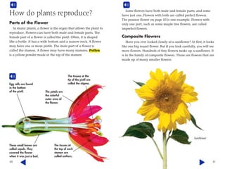10
How do plants reproduce?
Parts of the Flower
In many plants, a flower is the organ that allows the plant to
reproduce. Flowers can have both male and female parts. The
female part of a flower is called the pistil. Often, it is shaped
like a bottle. It has a wide bottom and a narrow neck. A flower
may have one or more pistils. The male part of a flower is
called the stamen. A flower may have many stamens. Pollen
is a yellow powder made at the top of the stamen.
The tissues at
the top of each
stamen are
called anthers.
The tissues at the
tip of the pistil are
called the stigma.Egg cells are found
in the bottom
of the pistil. The petals are
the colorful
outer area of
the flower.
These small leaves are
called sepals. They
covered the flower
when it was just a bud.
11
Some flowers have both male and female parts, and some
have just one. Flowers with both are called perfect flowers.
The passion flower on page 10 is one example. Flowers with
only one part, such as some maple tree flowers, are called
imperfect flowers.
Composite Flowers
Have you ever looked closely at a sunflower? At first, it looks
like one big round flower. But if you look carefully, you will see
more flowers. Hundreds of tiny flowers make up a sunflower. It
is in the family of composite flowers. Those are flowers that are
made up of many smaller flowers.
Sunflower
 