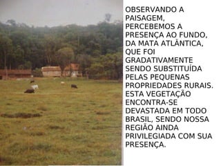 OBSERVANDO A PAISAGEM,  PERCEBEMOS A PRESENÇA AO FUNDO, DA MATA ATLÂNTICA, QUE FOI GRADATIVAMENTE SENDO SUBSTITUÍDA PELAS PEQUENAS PROPRIEDADES RURAIS. ESTA VEGETAÇÃO ENCONTRA-SE DEVASTADA EM TODO BRASIL, SENDO NOSSA REGIÃO AINDA PRIVILEGIADA COM SUA PRESENÇA. 