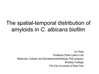 Lin Yang
Professor Peter Lipke’s Lab
Molecular, Cellular and Developmental Biology PhD program
Brooklyn College
The City University of New York
The spatial-temporal distribution of
amyloids in C. albicans biofilm
 