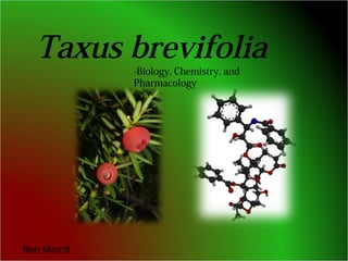 Taxus brevifolia
Ben Merritt
-Biology, Chemistry, and
Pharmacology
 