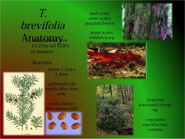 T. brevifolia 2