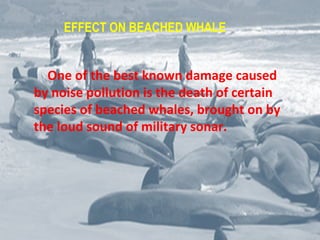 EFFECT ON BEACHED WHALE
One of the best known damage caused
by noise pollution is the death of certain
species of beached whales, brought on by
the loud sound of military sonar.
 