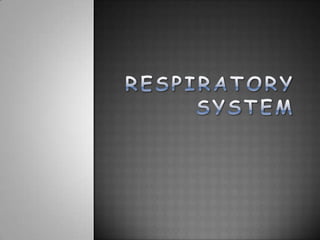 Respiratory System 