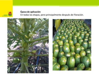 Calcio (Ca)
Fortalece estructura de pared celular
Afecta calidad (vida de anaquel) de fruta.
Protege a planta contra enfer...
