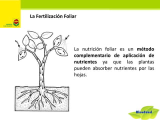La nutrición foliar es un método
complementario de aplicación de
nutrientes ya que las plantas
pueden absorber nutrientes ...