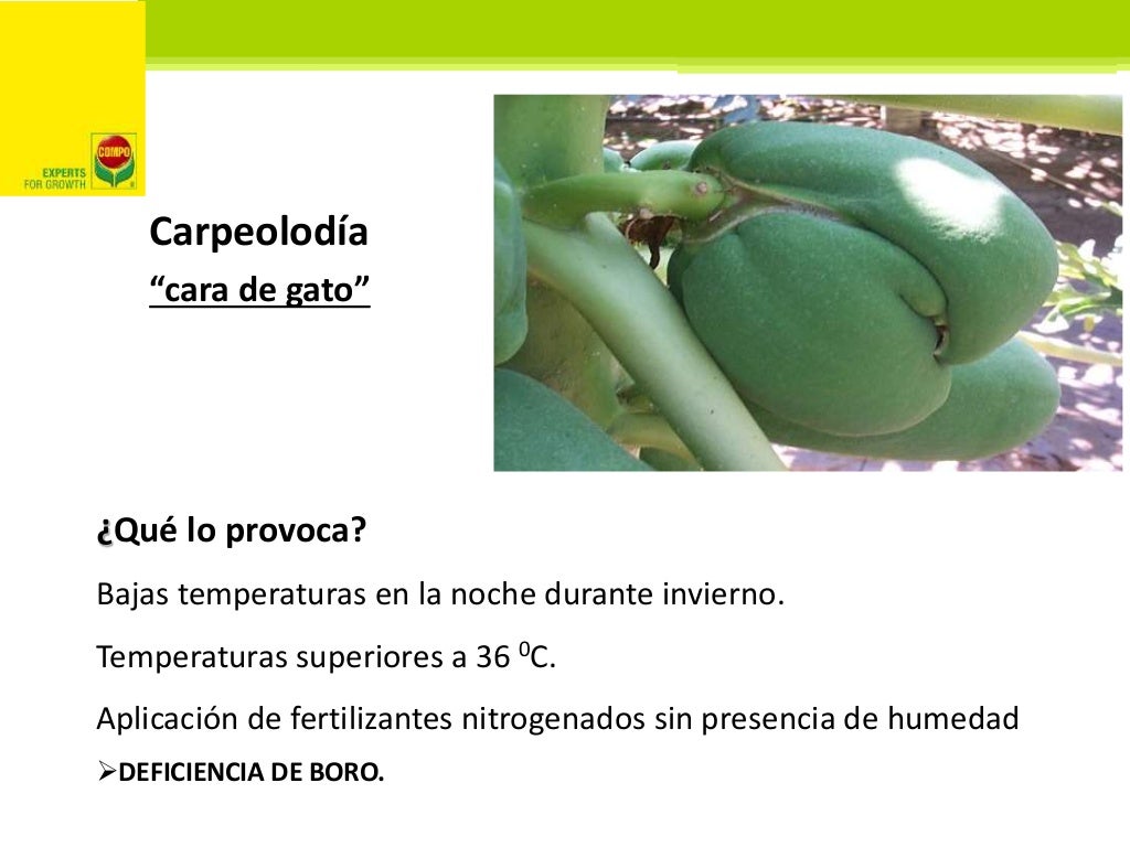 Fertilización FoliarBlueFeed Papaya