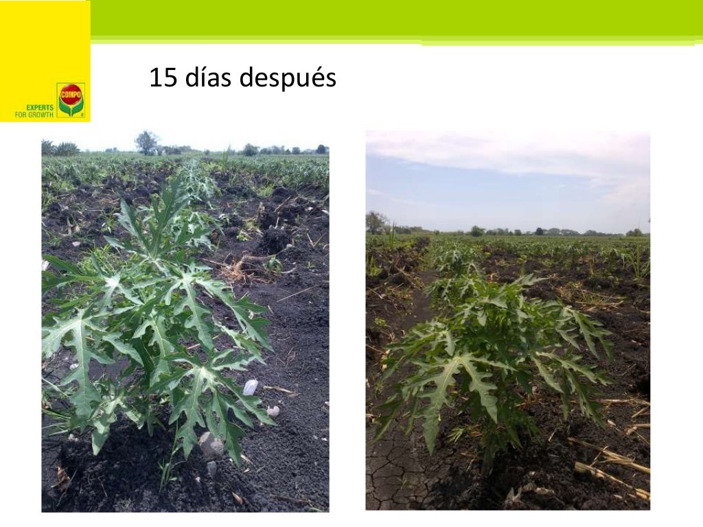 Fertilización FoliarBlueFeed Papaya