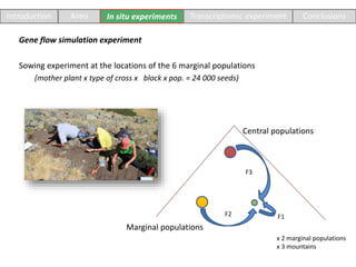 Sowing experiment at the locations of the 6 marginal populations
(mother plant x type of cross x block x pop. = 24 000 seeds)
Gene flow simulation experiment
Marginal populations
Central populations
F1F2
F3
x 2 marginal populations
x 3 mountains
Introduction Aims In situ experiments Transcriptomic experiment Conclusions
 