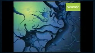 Neurons
 