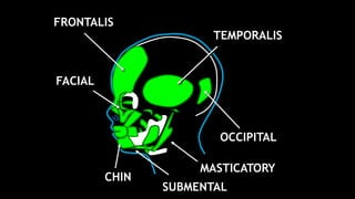 FRONTALIS
TEMPORALIS
OCCIPITAL
FACIAL
MASTICATORY
SUBMENTAL
CHIN
 