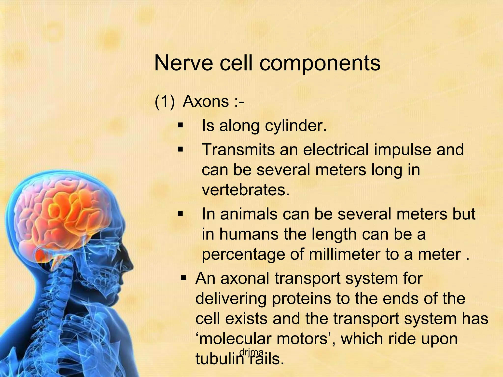 Nerve cell components
(1) Axons :-
    Is along cylinder.
    Transmits an electrical impulse and
       can be several meters long in
       vertebrates.
    In animals can be several meters but
       in humans the length can be a
       percentage of millimeter to a meter .
     An axonal transport system for
      delivering proteins to the ends of the
      cell exists and the transport system has
      ‘molecular motors’, which ride upon
             drjma
      tubulin rails.
 