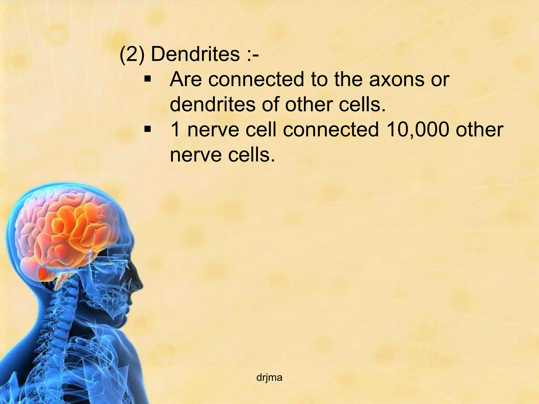 (2) Dendrites :-
    Are connected to the axons or
     dendrites of other cells.
    1 nerve cell connected 10,000 other
     nerve cells.




              drjma
 