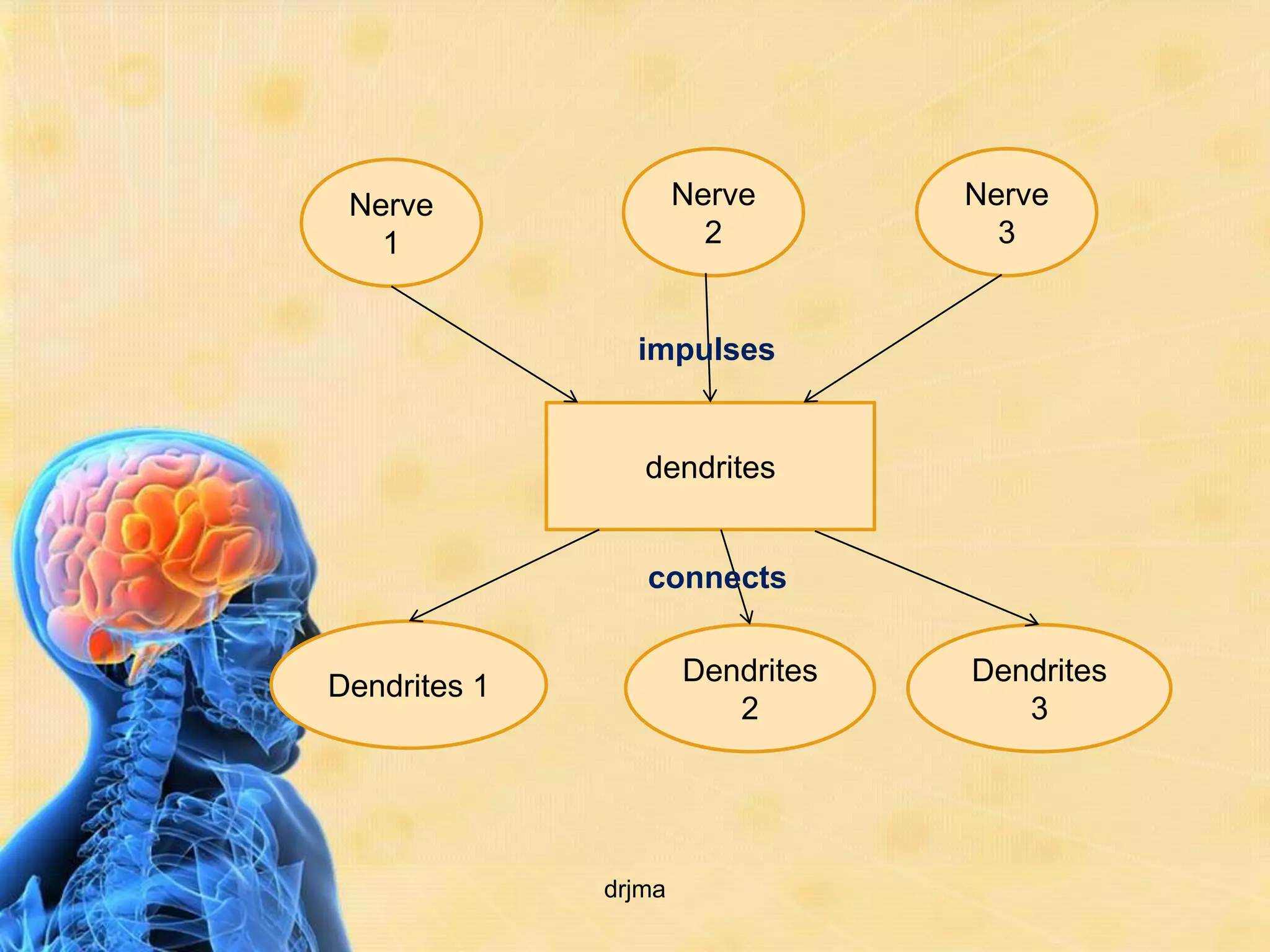 Nerve                Nerve       Nerve
   1                    2           3


                impulses


                 dendrites


                 connects


Dendrites 1           Dendrites   Dendrites
                         2           3




              drjma
 