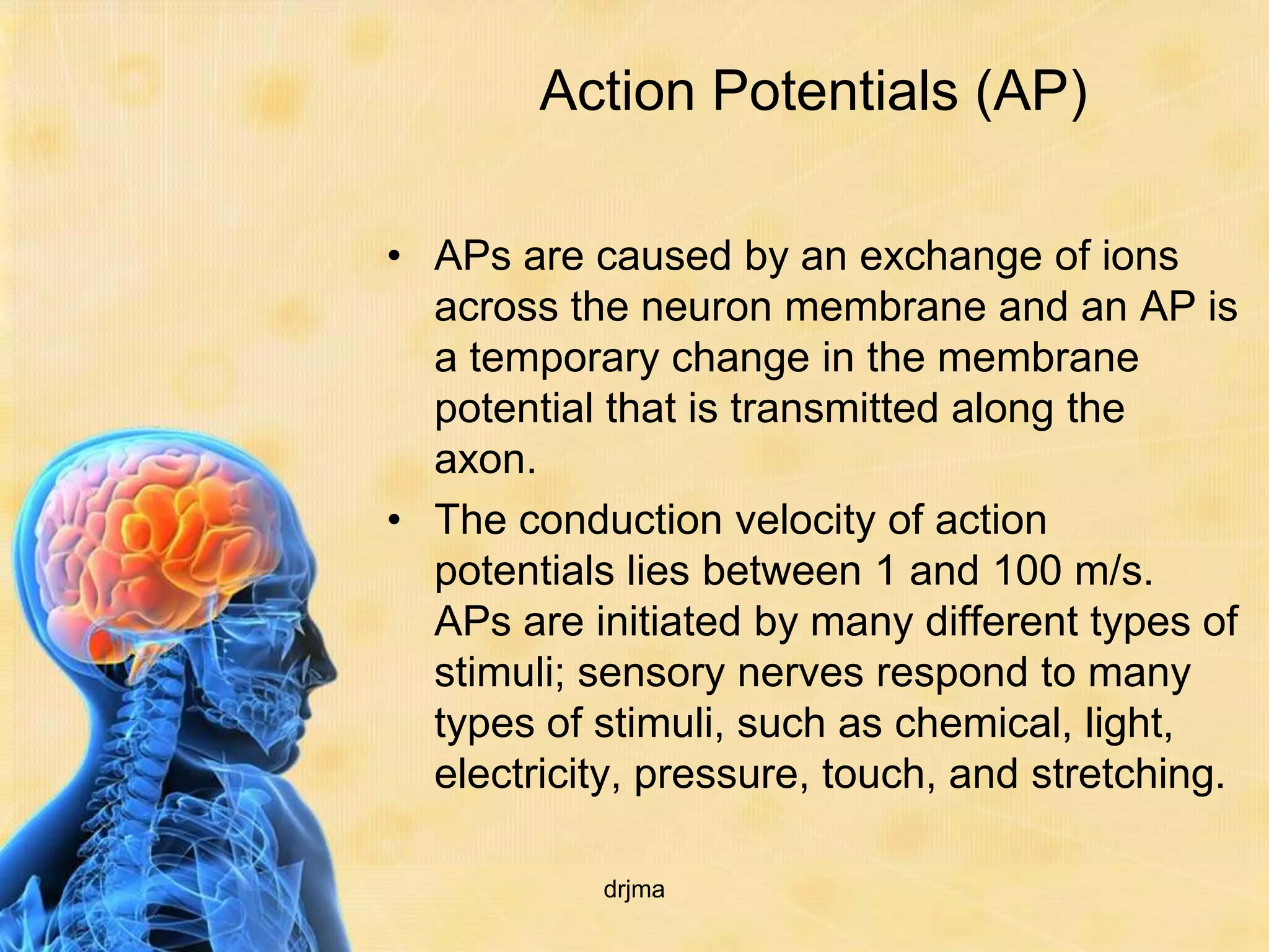 Action Potentials (AP)

• APs are caused by an exchange of ions
  across the neuron membrane and an AP is
  a temporary change in the membrane
  potential that is transmitted along the
  axon.
• The conduction velocity of action
  potentials lies between 1 and 100 m/s.
  APs are initiated by many different types of
  stimuli; sensory nerves respond to many
  types of stimuli, such as chemical, light,
  electricity, pressure, touch, and stretching.

           drjma
 