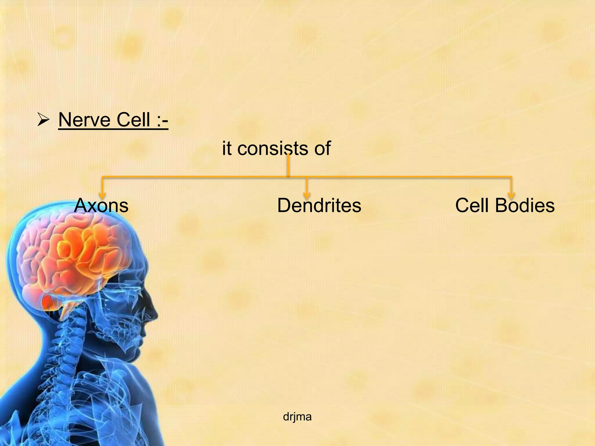  Nerve Cell :-
                  it consists of

    Axons                Dendrites   Cell Bodies




                         drjma
 