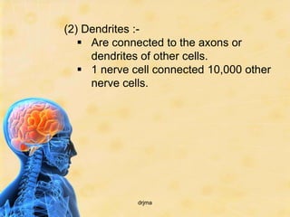 (2) Dendrites :-
    Are connected to the axons or
     dendrites of other cells.
    1 nerve cell connected 10,000 other
     nerve cells.




              drjma
 