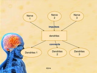 Nerve                Nerve       Nerve
   1                    2           3


                impulses


                 dendrites


                 connects


Dendrites 1           Dendrites   Dendrites
                         2           3




              drjma
 