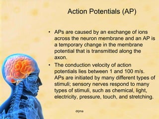 Action Potentials (AP)

• APs are caused by an exchange of ions
  across the neuron membrane and an AP is
  a temporary change in the membrane
  potential that is transmitted along the
  axon.
• The conduction velocity of action
  potentials lies between 1 and 100 m/s.
  APs are initiated by many different types of
  stimuli; sensory nerves respond to many
  types of stimuli, such as chemical, light,
  electricity, pressure, touch, and stretching.

           drjma
 