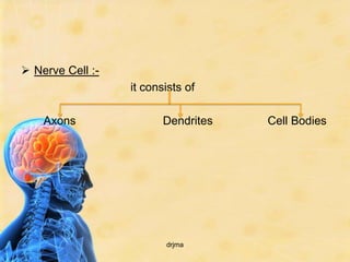  Nerve Cell :-
                  it consists of

    Axons                Dendrites   Cell Bodies




                         drjma
 