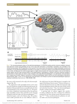 Copyright © 2015, the American Society of Anesthesiologists, Inc. Wolters Kluwer Health, Inc. Unauthorized reproduction of this article is prohibited.
Anesthesiology 2015; 123:937-60 939 Purdon et al.
EDUCATION
the cortex can be measured at the scalp as the electroenceph-
alogram (fig. 1B).
The organization of the pyramidal neurons in the cortex
favors the production of large local field potentials because the
dendrites of the pyramidal neurons run parallel with each other
and perpendicular to the cortical surface (fig. 1C). This geom-
etry creates a biophysical transmitting antenna that generates
large extracellular currents whose potentials can be measured
through the skull and scalp as the electroencephalogram.53,55,56
Subcortical regions, such as the thalamus (fig. 1D), produce
much smaller potentials that are more difficult to detect at
the scalp because the electric field decreases in strength as the
square of the distance from its source.56
However, because cor-
tical and subcortical structures are richly interconnected, scalp
electroencephalogram patterns reflect the states of both cortical
and subcortical structures.57
Thus, the electroencephalogram
provides a window into the brain’s oscillatory states.
A growing body of evidence suggests that anesthet-
ics induce oscillations that alter or disrupt the oscillations
produced by the brain during normal information process-
ing.19,20,57–63
These anesthesia-induced oscillations are read-
ily visible in the electroencephalogram.
Fig. 1. The neurophysiological origins of the electroencephalogram. (A) Neuronal spiking activity–induced oscillatory extracel-
lular electrical currents and potentials are two of the ways that information is transmitted, modulated, and controlled in the
central nervous system. (B) The geometry of the neurons in the cortex favors the production of large extracellular currents and
potentials. (C) The electroencephalogram recorded on the scalp is a continuous measure of the electrical potentials produced
in the cortex. (D) Because the cortex (orange region) is highly interconnected with subcortical regions, such as the thalamus
(yellow region), and the major arousal centers in the basal forebrain, hypothalamus, midbrain, and pons, profound changes in
neural activity in these areas can result in major changes in the scalp electroencephalogram. A is reproduced, with permission,
from Hughes and Crunelli: Thalamic mechanisms of electroencephalogram alpha rhythms and their pathological implications.
Neuroscientist, 2005; 11:357–72. B is reproduced, with permission, from Rampil: A primer for electroencephalogram signal pro-
cessing in anesthesia. Anesthesiology 1998; 89:980–1002.
Downloaded
from
http://pubs.asahq.org/anesthesiology/article-pdf/123/4/937/373943/20151000_0-00034.pdf
by
guest
on
06
May
2023
 