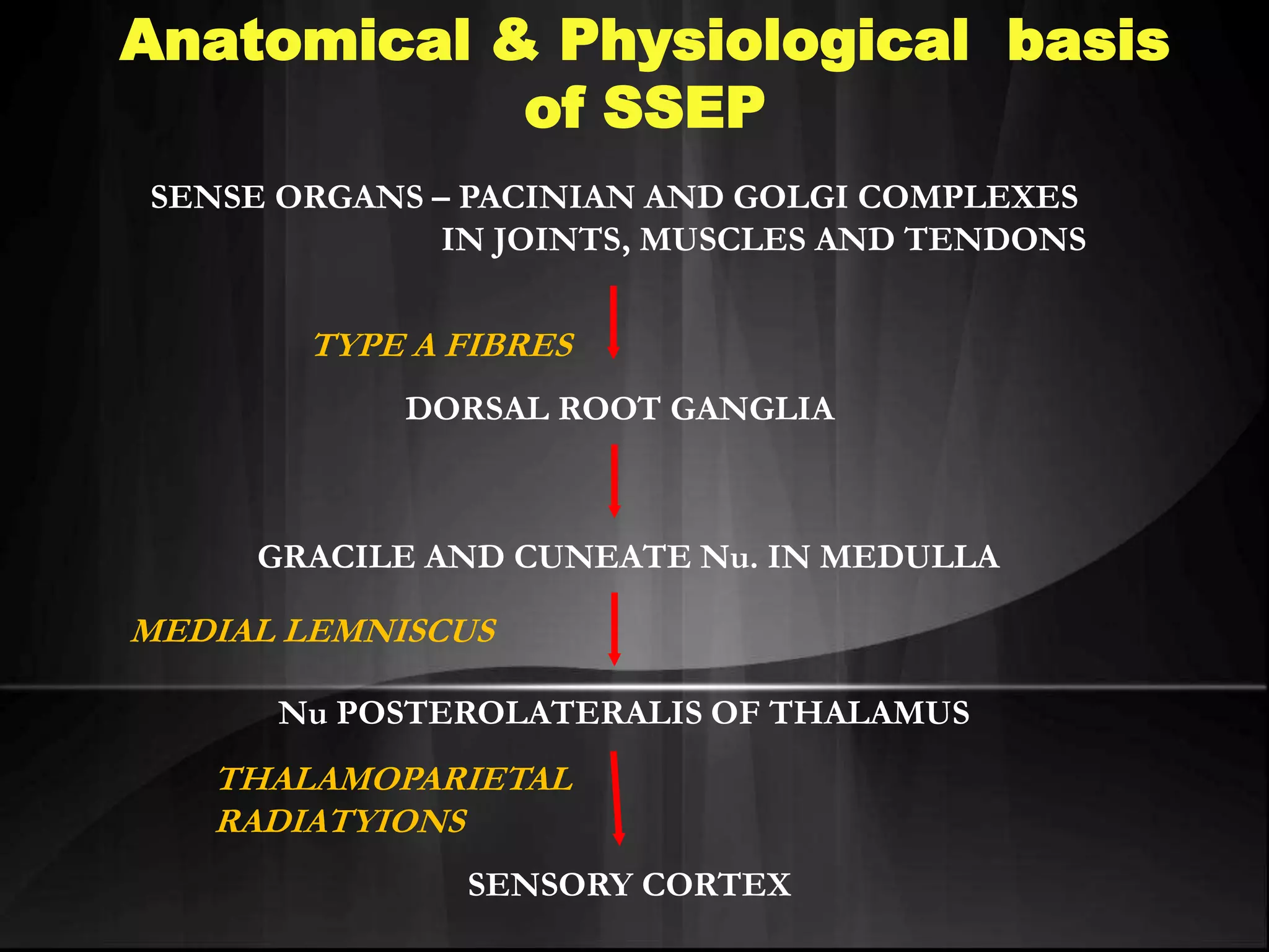 Anatomical & Physiological basis
of SSEP
SENSE ORGANS – PACINIAN AND GOLGI COMPLEXES
IN JOINTS, MUSCLES AND TENDONS
DORSAL ROOT GANGLIA
TYPE A FIBRES
GRACILE AND CUNEATE Nu. IN MEDULLA
Nu POSTEROLATERALIS OF THALAMUS
MEDIAL LEMNISCUS
SENSORY CORTEX
THALAMOPARIETAL
RADIATYIONS
 