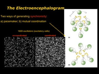 The Electroencephalogram
Two ways of generating synchronicity:
a) pacemaker; b) mutual coordination

1600 oscillators (excitatory cells)
un-coordinated

coordinated

 