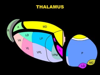 THALAMUS

 