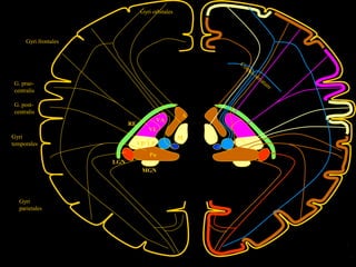 Gyri orbitales

Gyri frontales

Co
rp
u

G. praecentralis
G. postcentralis
RE
Gyri
temporales

VA
VL
VP LP
Pu

LGN
MGN

Gyri
parietales

A

M

ss

tri

atu

m

 