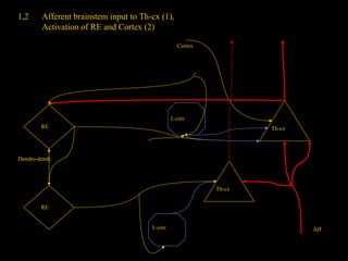 1,2

Afferent brainstem input to Th-cx (1),
Activation of RE and Cortex (2)
Cortex

L-circ
RE

Th-cx

Dendro-dendr.

Th-cx
RE
L-circ

Aff

 