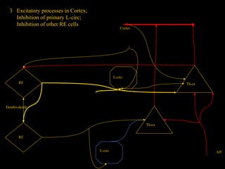 3 Excitatory processes in Cortex;
Inhibition of primary L-circ;
Inhibition of other RE cells

Cortex

L-circ
RE

Th-cx

Dendro-dendr.

Th-cx
RE

L-circ

Aff

 