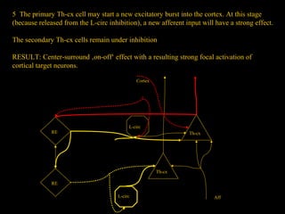 5 The primary Th-cx cell may start a new excitatory burst into the cortex. At this stage
(because released from the L-circ inhibition), a new afferent input will have a strong effect.
The secondary Th-cx cells remain under inhibition
RESULT: Center-surround ‚on-off‘ effect with a resulting strong focal activation of
cortical target neurons.
Cortex

RE

L-circ
Th-cx

Th-cx
RE
L-circ

Aff

 