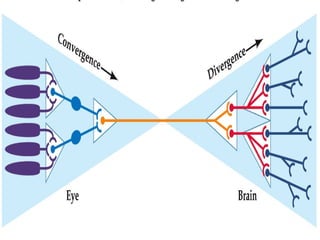 Figure 3.15 Two Representations of Neural Circuitry (Part 2)

 