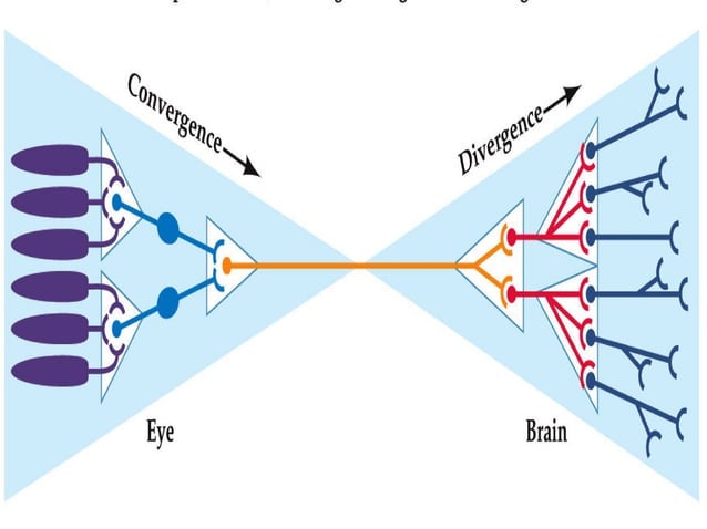 EEG Generators | PPT | Brain and Nervous System Disorders | Diseases ...