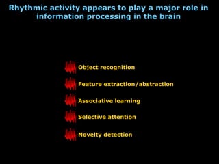 Rhythmic activity appears to play a major role in
information processing in the brain

Object recognition
Feature extraction/abstraction
Associative learning
Selective attention
Novelty detection

 