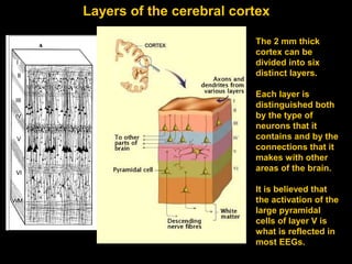 Layers of the cerebral cortex
The 2 mm thick
cortex can be
divided into six
distinct layers.
Each layer is
distinguished both
by the type of
neurons that it
contains and by the
connections that it
makes with other
areas of the brain.
It is believed that
the activation of the
large pyramidal
cells of layer V is
what is reflected in
most EEGs.

 