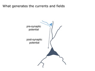 pre-synaptic
potential
post-synaptic
potential
What generates the currents and fields
 