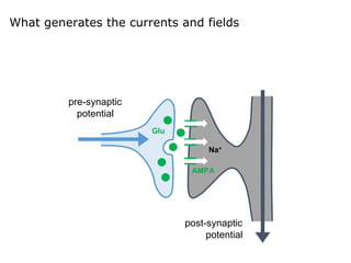 pre-synaptic
potential
Na+
post-synaptic
potential
Glu
AMPA
What generates the currents and fields
 
