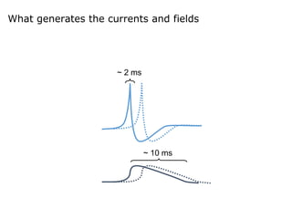 ~ 2 ms
~ 10 ms
What generates the currents and fields
 