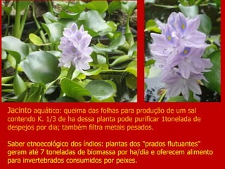 Jacinto aquático: queima das folhas para produção de um sal
contendo K. 1/3 de ha dessa planta pode purificar 1tonelada de
despejos por dia; também filtra metais pesados.
Saber etnoecológico dos índios: plantas dos "prados flutuantes"
geram até 7 toneladas de biomassa por ha/dia e oferecem alimento
para invertebrados consumidos por peixes.
 