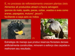 E, no processo de reflorestamento crescem plantas úteis
Alimentos ali produzidos atraem a fauna selvagem
(porcos do mato, quatis, pacas, cotias ,veados e aves como
araras, papagaios, mutuns1, jacus2)
facilitando a caça para os índios
acesso 13-4-2010
(1) (2)
Estratégia de manejo que produz reservas florestais densas
artificialmente construídas, minoram o esforço das caçadas e
melhoram seu resultado.
 