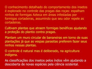 O conhecimento detalhado do comportamento dos insetos
é explorado no controle das pragas das roças: espalham
ninhos de formigas Azteca em áreas infestadas por
formigas cortadeiras, assumindo que seu odor repele as
cortadeiras.
Cultivam plantas que atraem formigas benéficas ajudando
a proteção do plantio contra pragas.
Plantam um muro circular de bananeiras em torno de suas
plantações já que as vespas parasitas preferem fazer seus
ninhos nessas plantas.
O controle é natural mas é deliberado, na agricultura
indígena.
As classificações dos insetos pelos índios vêm ajudando a
descoberta de novas espécies pela ciência ocidental.
 