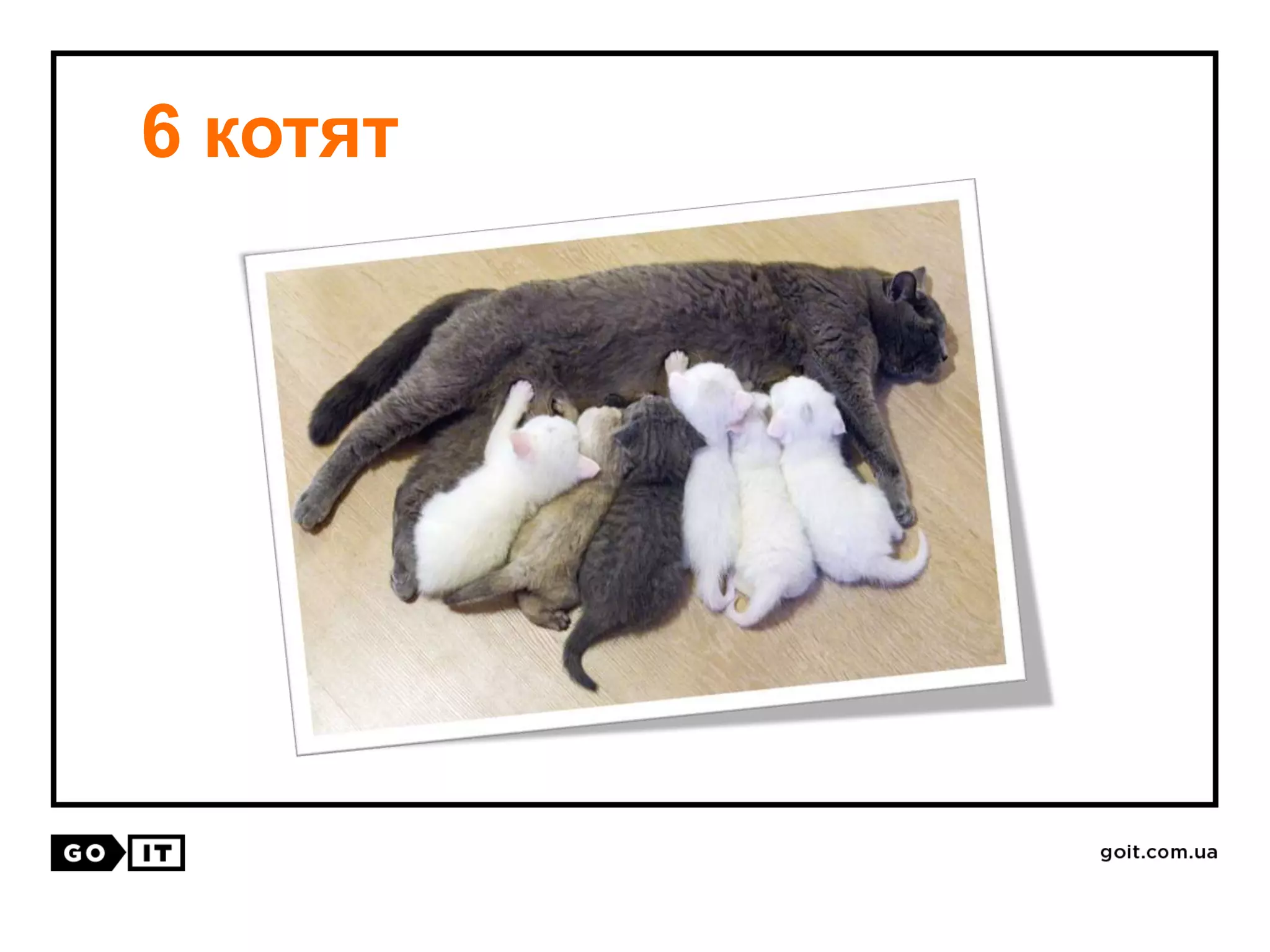6 котят
 