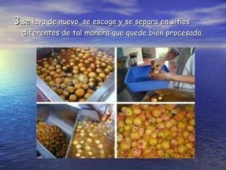 3. se lava de nuevo ,se escoge y se separa en sitios diferentes de tal manera que quede bien procesada. 