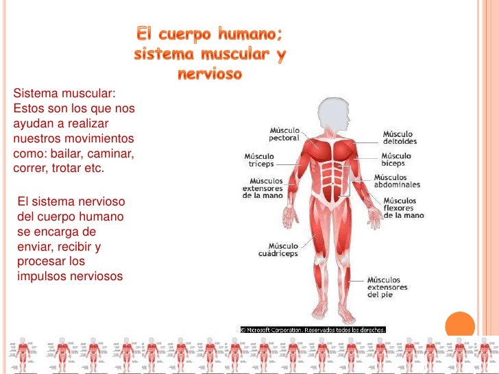 Caracteristicas Del Cuerpo Humano