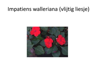 Impatiens walleriana (vlijtig liesje)
 
