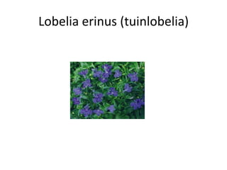 Lobelia erinus (tuinlobelia)
 