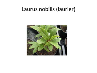 Laurus nobilis (laurier)
 