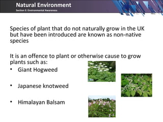 Species of plant that do not naturally grow in the UK
but have been introduced are known as non-native
species
It is an offence to plant or otherwise cause to grow
plants such as:
• Giant Hogweed
• Japanese knotweed
• Himalayan Balsam
Natural Environment
Section E: Environmental Awareness
 