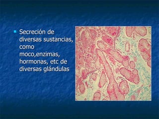    Secreción de
    diversas sustancias,
    como
    moco,enzimas,
    hormonas, etc de
    diversas glándulas
 